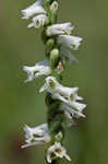 Northern slender lady's tresses